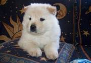 Awesome Chow Chow Puppies for Xmax