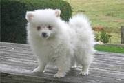 This pomeranian puppy is ACA registered