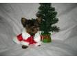 YORKSHIRE TERRIER Puppies for Sale This Female is....