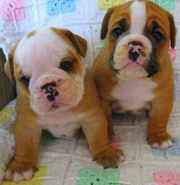 Cute male andfemale puppies for free 