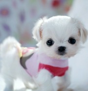 White teacup pomeranian puppies for sale in london